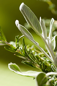 Sage - Herbs